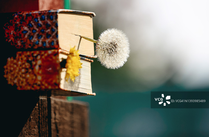以黄色蓬松蒲公英花为书签的小说图片素材
