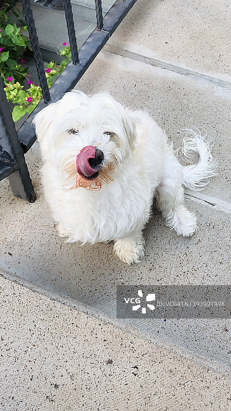 马尔济斯犬在楼梯上舔鼻子图片素材