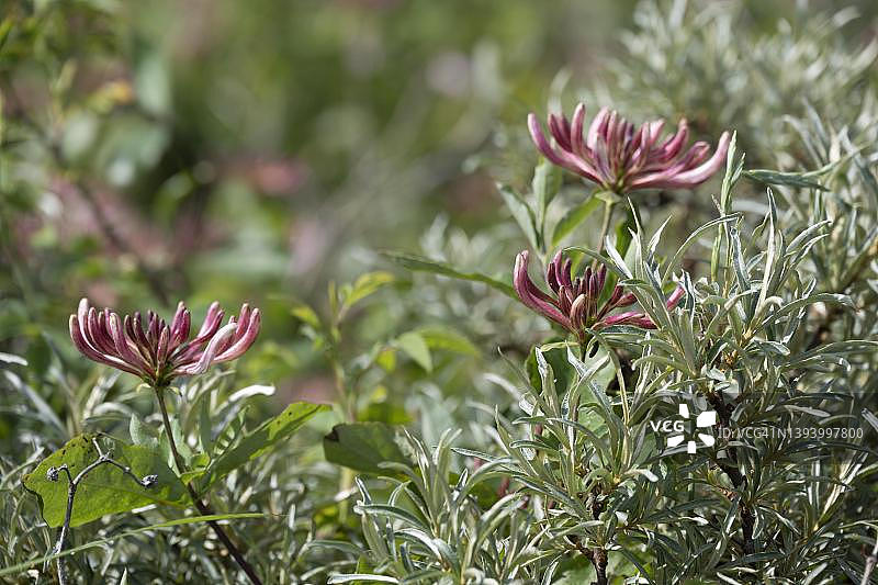 盛开的森林忍冬花，德国下萨克森州图片素材