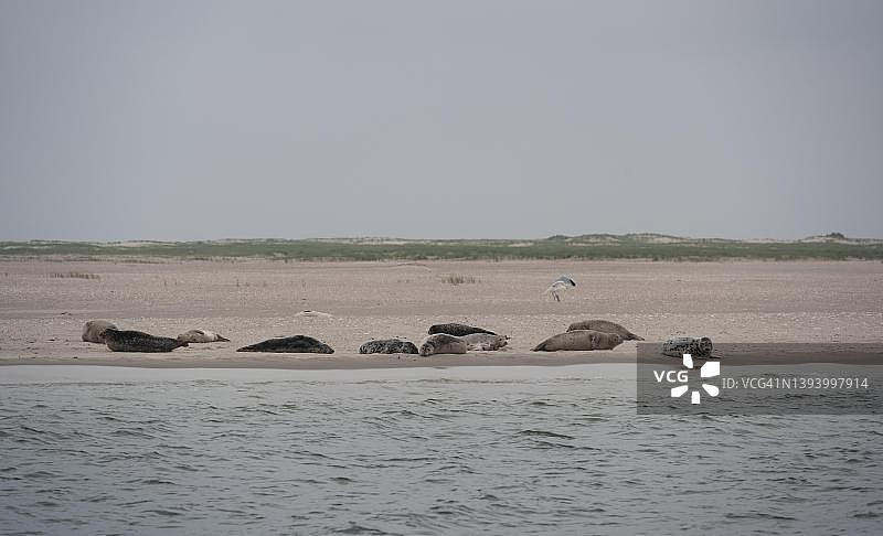 躺在沙洲上的灰海豹，德国下萨克森瓦登海国家公园图片素材