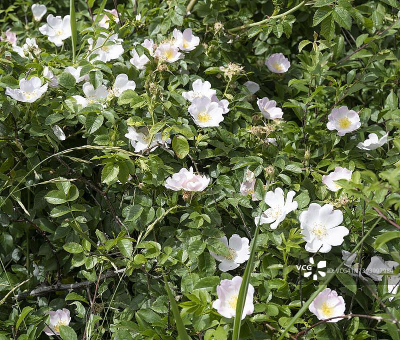 皱叶玫瑰(蔷薇)，于斯特岛，北海，东弗里西亚，下萨克森州，德国图片素材