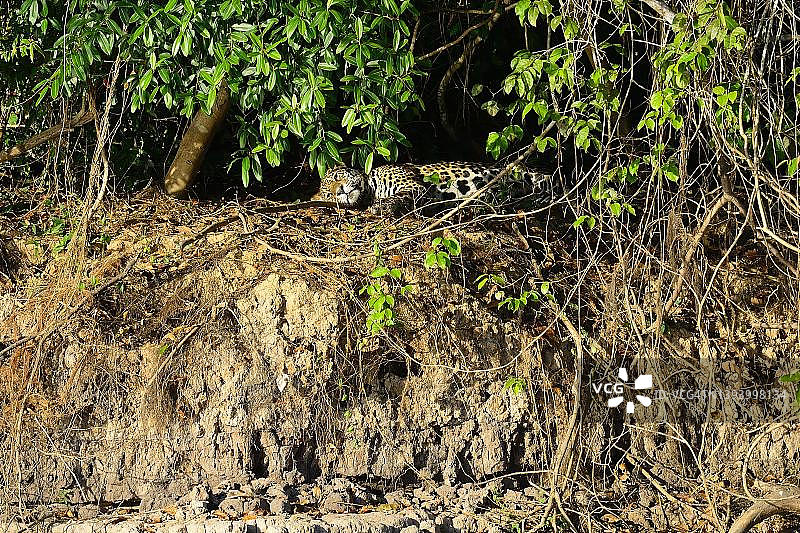 美洲虎（Panthera onca）躺在巴西马托格罗索潘塔纳尔岸边的灌木丛中图片素材