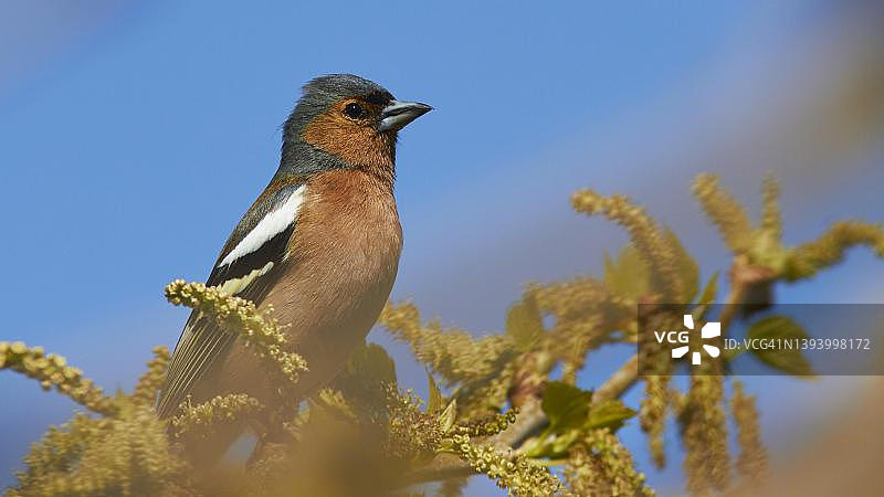 克里特岛的春天：苍头燕雀枝头鸣叫图片素材