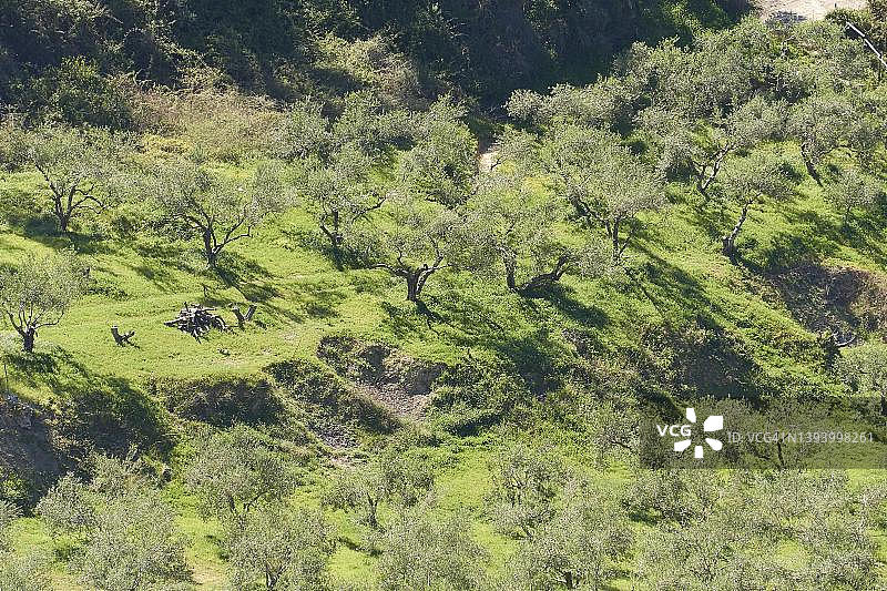 希腊克里特岛中部山坡橄榄树的春天图片素材