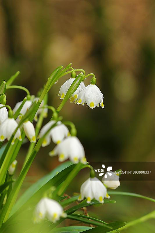 落叶林中的春季雪花（Leucojum vernum），花序，德国北莱茵-威斯特法伦州图片素材