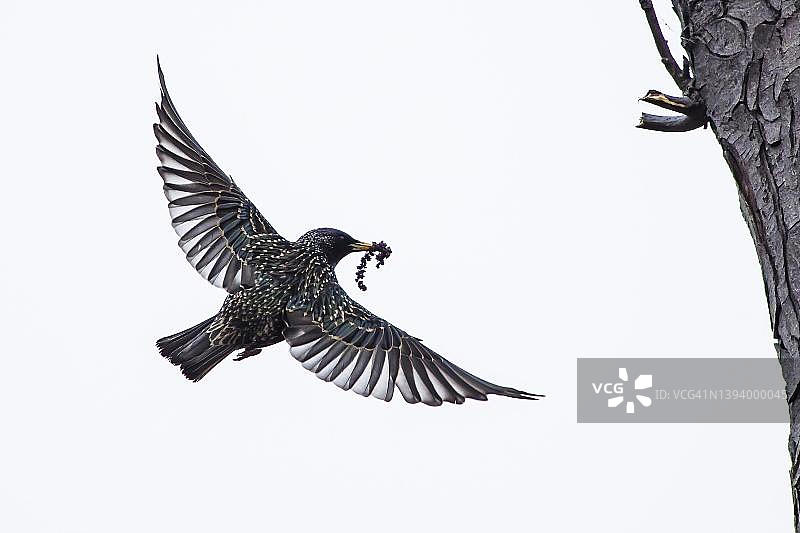 展开翅膀的欧洲八哥，嘴里叼着筑巢材料，德国黑森图片素材