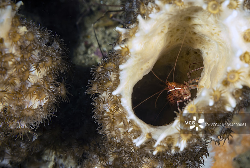 薄荷虾图片素材