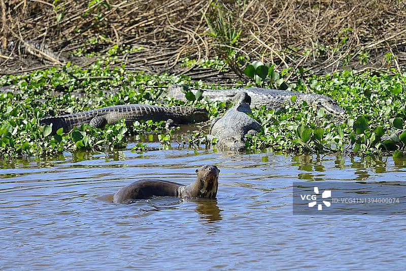 巴西潘塔纳尔湿地中的巨型水獭图片素材