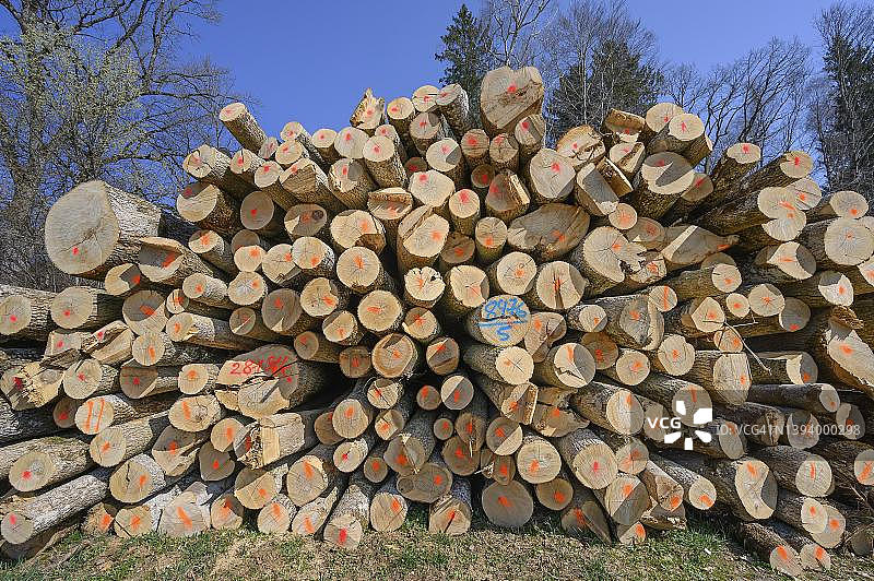 德国巴伐利亚州克罗伊茨塔尔的木堆和红色标记的树干图片素材