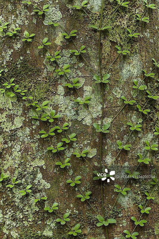 树皮与攀缘植物，厄瓜多尔埃斯梅拉达斯省图片素材