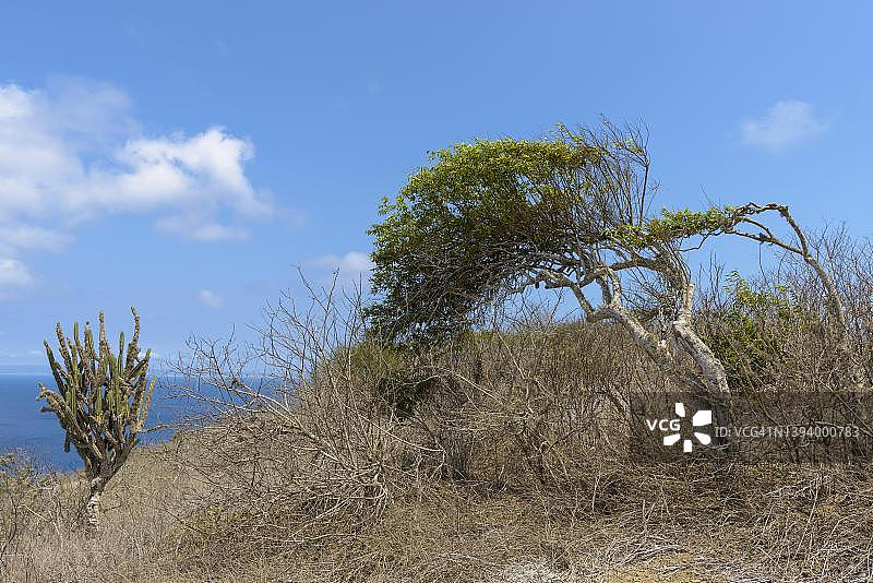 厄瓜多尔马查利拉国家公园的歪斜树木图片素材