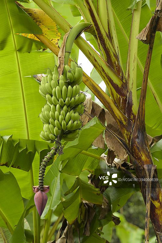 香蕉树（Musa），带绿色水果，位于厄瓜多尔加拉帕戈斯群岛伊莎贝拉岛图片素材
