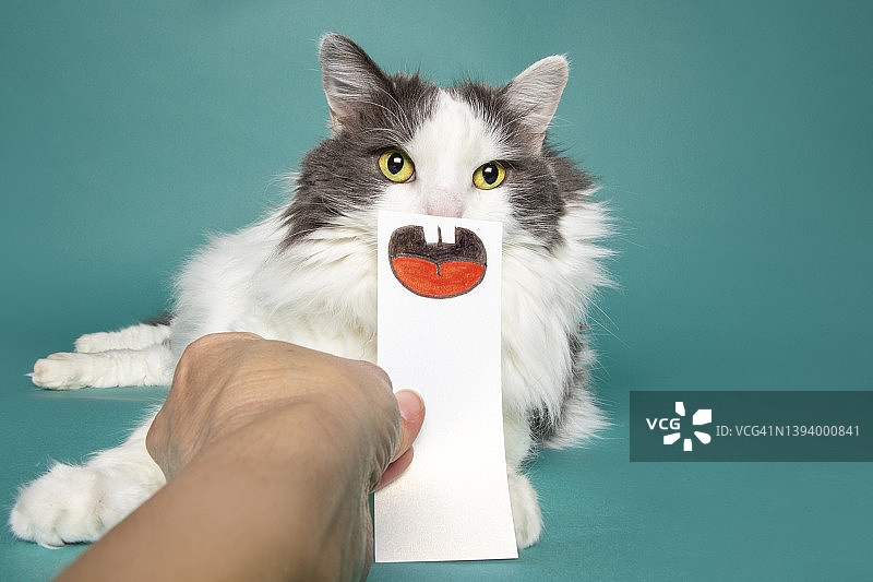 有假嘴巴的滑稽猫图片素材