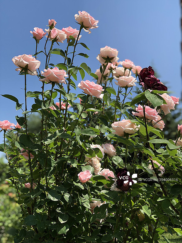 植物园中盛开的淡粉色和红色玫瑰花束，浪漫绽放图片素材