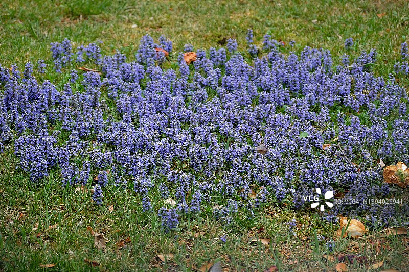 草地上盛开的紫花图片素材
