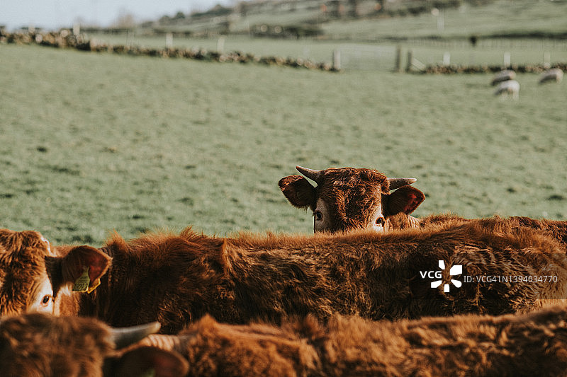 害羞的红牛从前景中的另一头小母牛背上探出头来图片素材