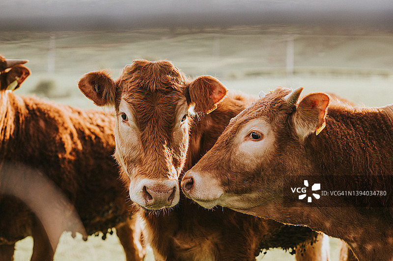 两头红色奶牛依偎在一起图片素材