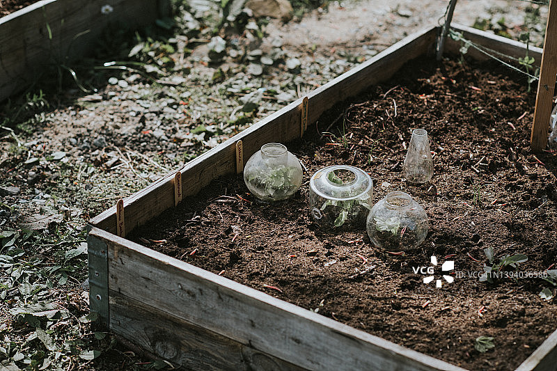 种植生菜的高架花坛图片素材