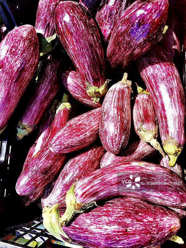 紫色茄子图片素材