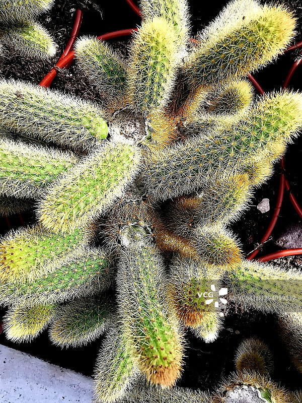 金手指仙人掌图片素材