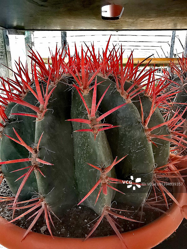 长刺金琥图片素材