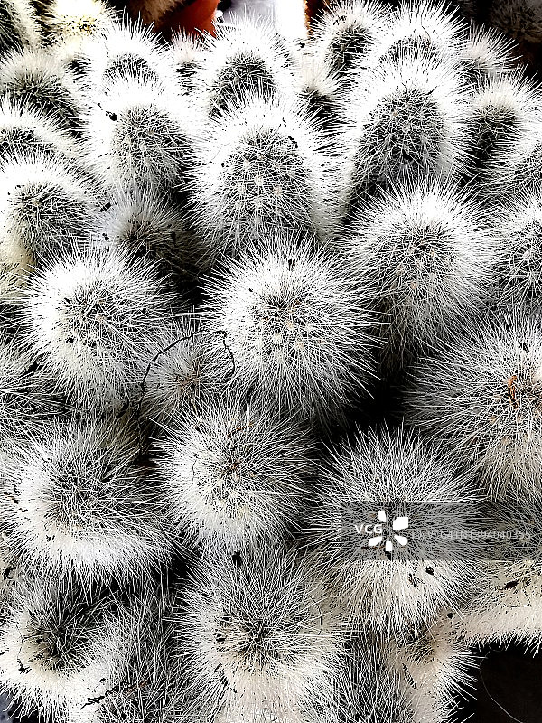 金手指仙人掌图片素材