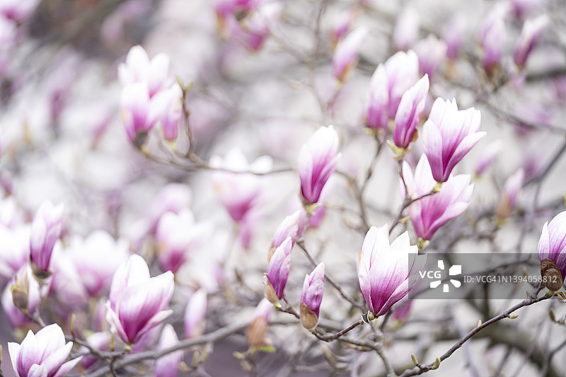 盛开的玉兰花图片素材