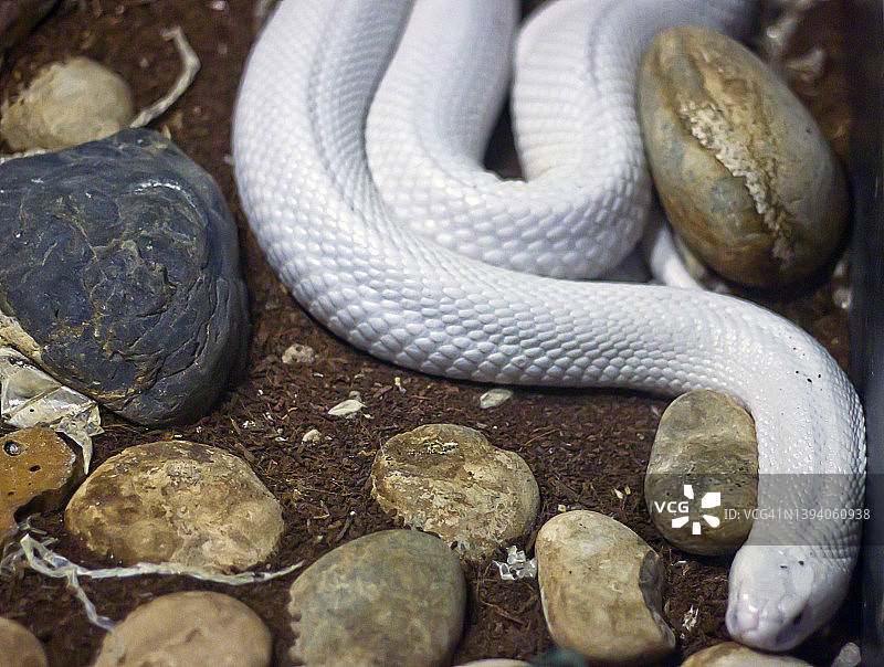 患白化病的单眼镜蛇图片素材