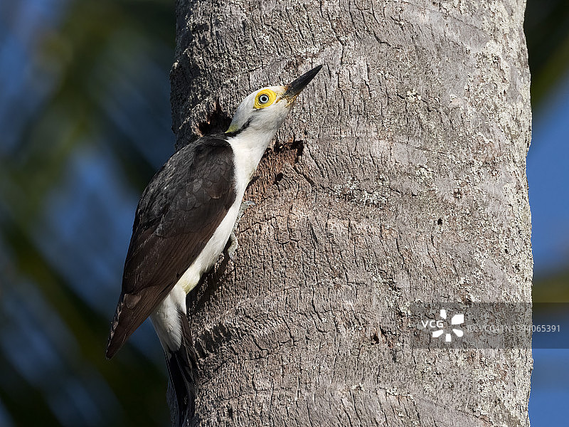 巢中的白色啄木鸟图片素材