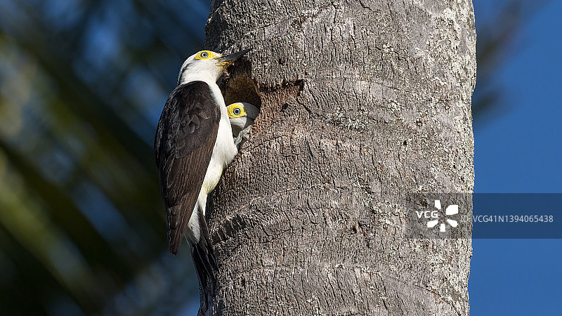 巢中的白色啄木鸟图片素材
