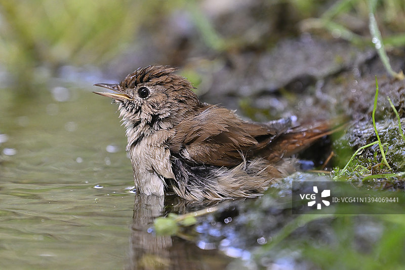 夜莺（学名：Luscinia megarhynchos）图片素材