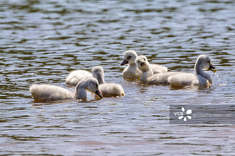 小号天鹅雏鸟图片素材