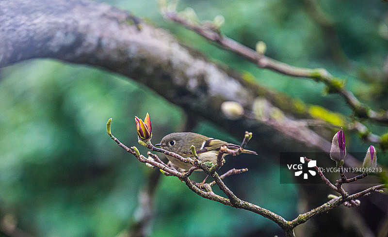 树枝上的小鸟图片素材