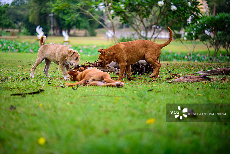 三只小狗在夏日公园的绿草地上奔跑图片素材