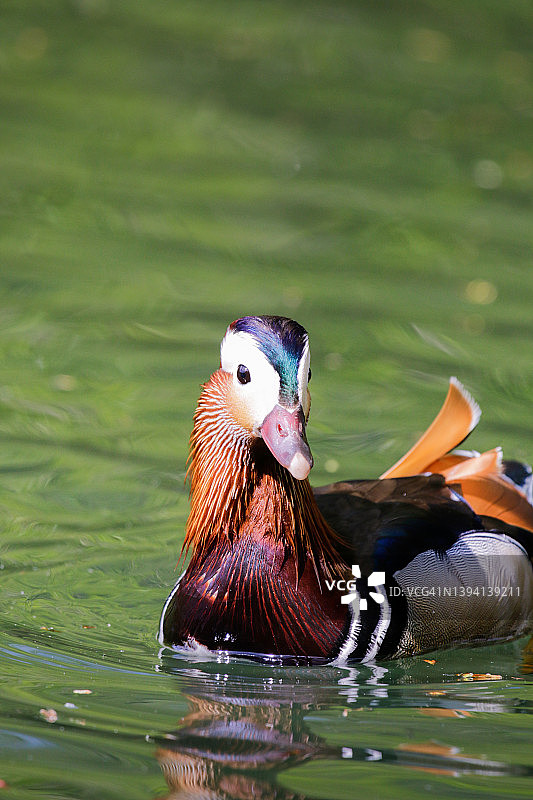 在湖中游泳的彩色雄性鸳鸯图片素材