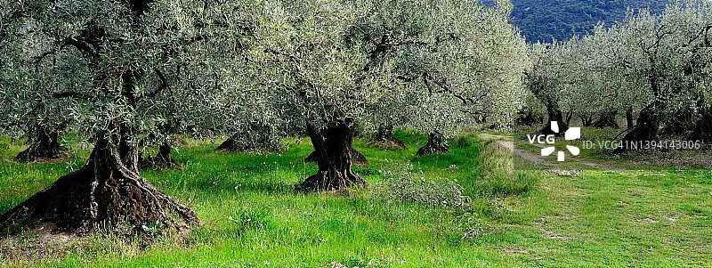 古老的橄榄树和小路图片素材