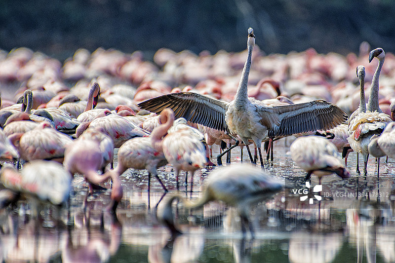 火烈鸟展开翅膀图片素材