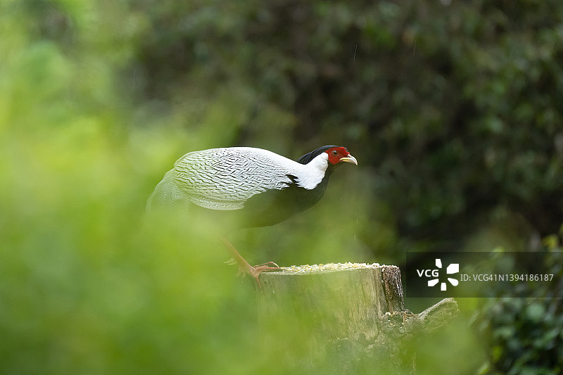 林中的野鸡图片素材