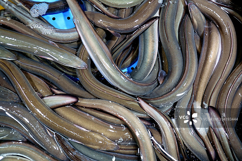 鲜活淡水鳗鱼图片素材