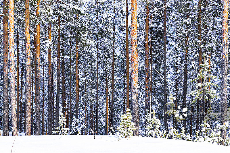 拉普兰森林中覆盖着雪的树干图片素材