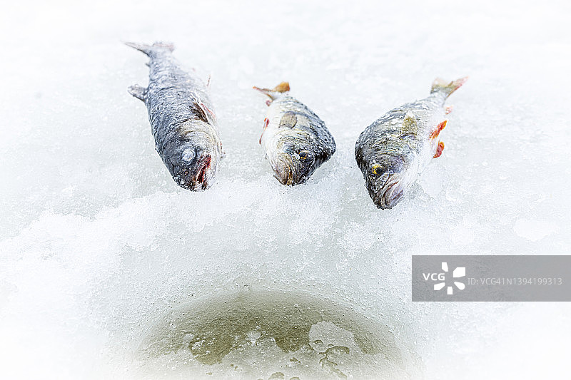 冰钓捕获的三条鱼，拉普兰，瑞典图片素材