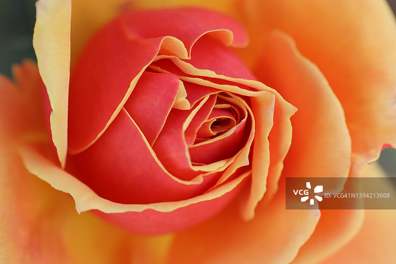 橙色玫瑰微距摄影图片素材