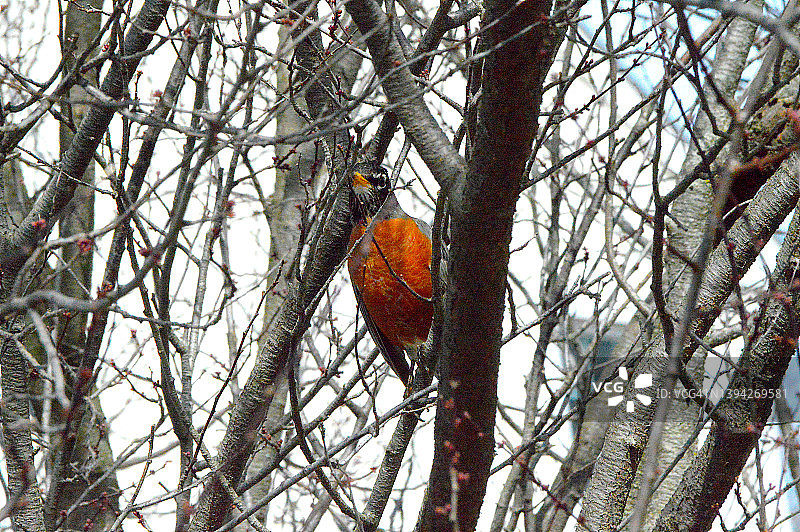 美国罗宾图片素材