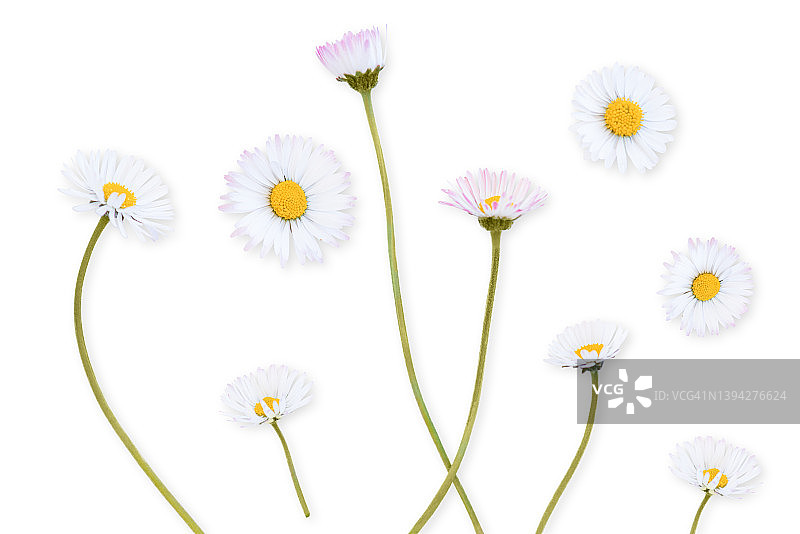 白色背景上的雏菊花图片素材