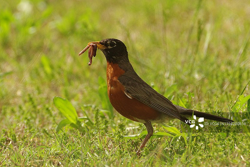 叼着虫子的知更鸟图片素材