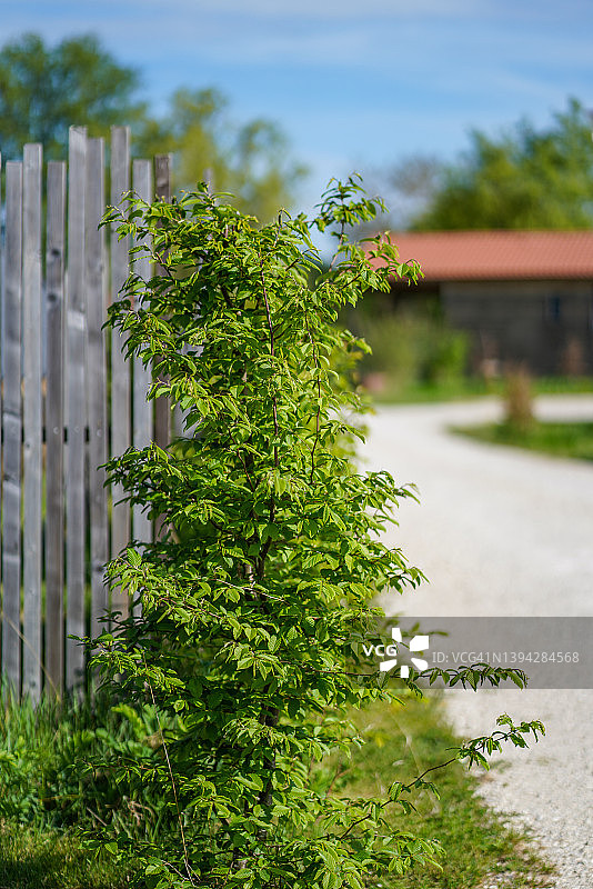 篱笆旁的灌木丛和背景中的露营地特写图片素材