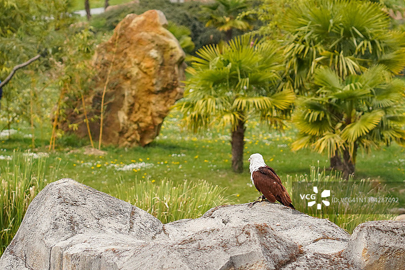 等待猎物的白头海雕图片素材