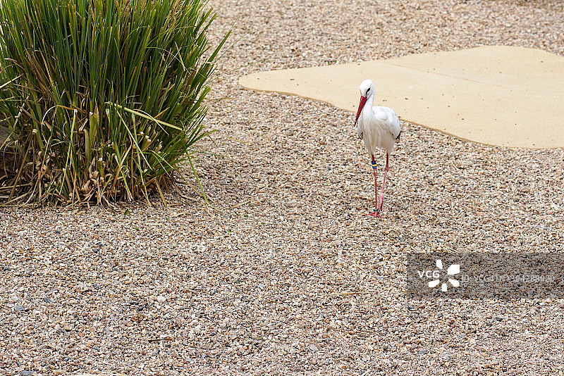自然环境中的鹳鸟行走与飞翔图片素材