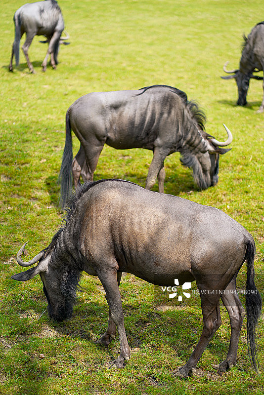 稀树草原上吃午餐的角马图片素材