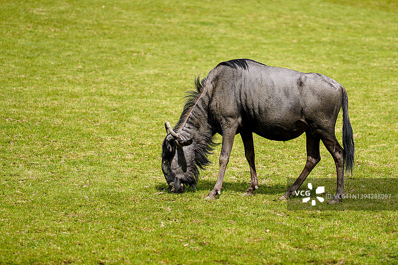 稀树草原上吃午餐的角马图片素材